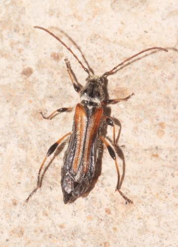 Réf. 263 239 : Stenopterus ater
